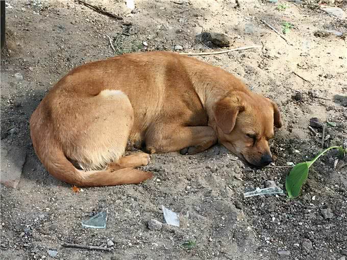 北方土狗-东北大笨狗，东北的猎犬