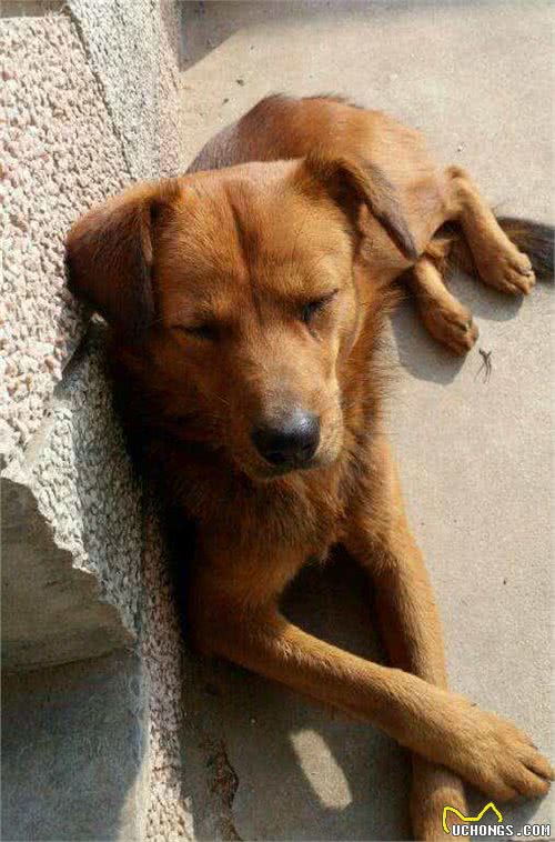 北方土狗-东北大笨狗，东北的猎犬
