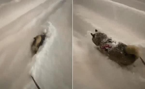 柴犬看到积雪，立刻变铲雪机，一头扎进去不停跑
