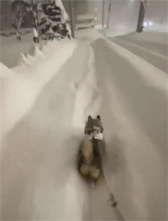 柴犬看到积雪，立刻变铲雪机，一头扎进去不停跑