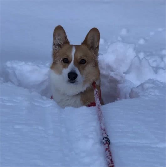 柴犬看到积雪，立刻变铲雪机，一头扎进去不停跑
