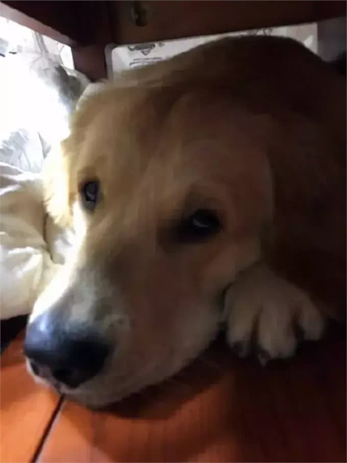 铲屎官发现金毛开始打喷嚏，误判是感冒，但症状说明是犬瘟热!
