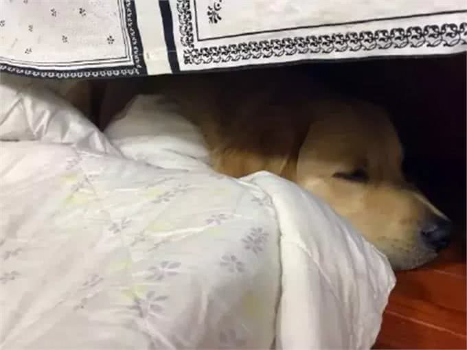 铲屎官发现金毛开始打喷嚏，误判是感冒，但症状说明是犬瘟热!