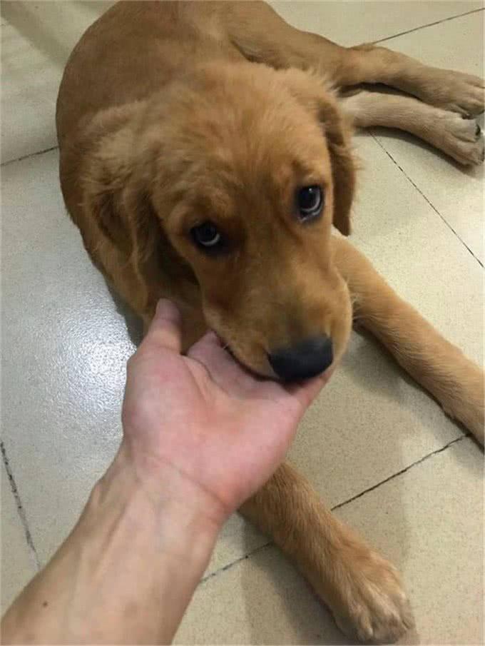铲屎官发现金毛开始打喷嚏，误判是感冒，但症状说明是犬瘟热!