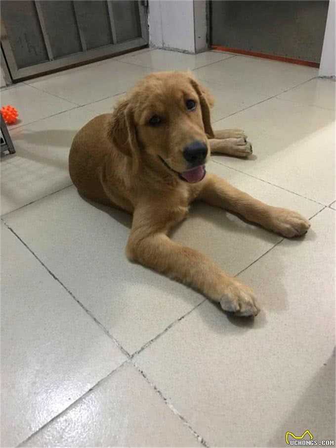 铲屎官发现金毛开始打喷嚏，误判是感冒，但症状说明是犬瘟热!