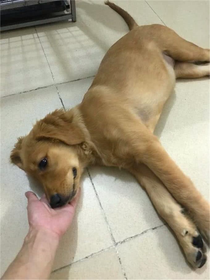 铲屎官发现金毛开始打喷嚏，误判是感冒，但症状说明是犬瘟热!