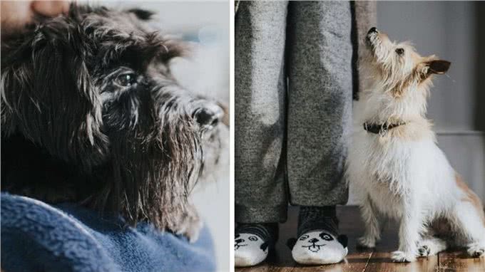 为什么狗狗会拉稀带血?主人可不能大意