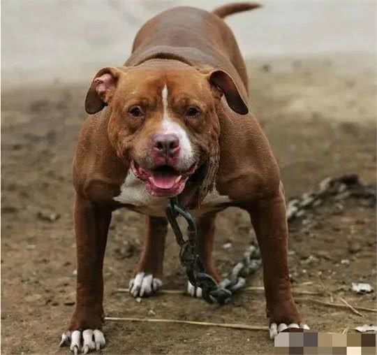 名犬鉴赏世界第一斗犬—比特犬