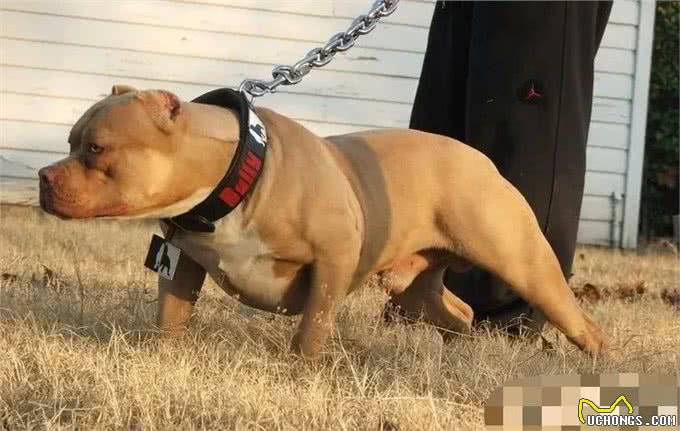 名犬鉴赏世界第一斗犬—比特犬