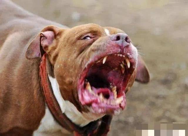 名犬鉴赏世界第一斗犬—比特犬