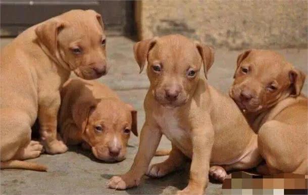 名犬鉴赏世界第一斗犬—比特犬