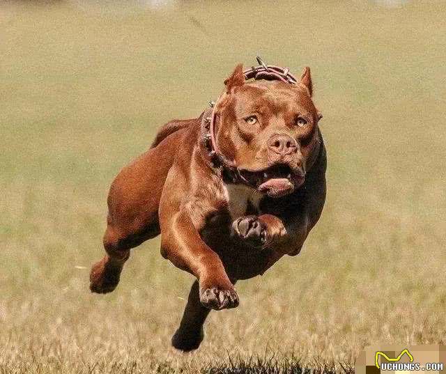 名犬鉴赏世界第一斗犬—比特犬