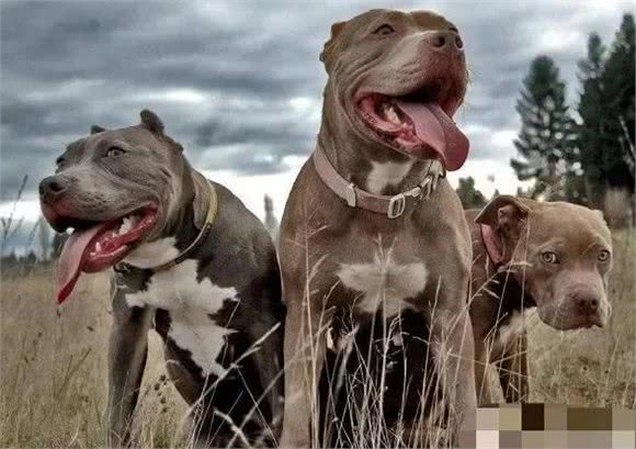 名犬鉴赏世界第一斗犬—比特犬