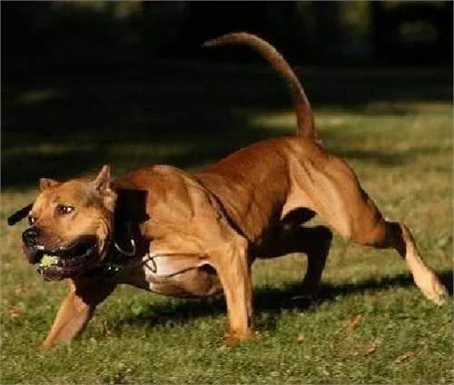 名犬鉴赏世界第一斗犬—比特犬