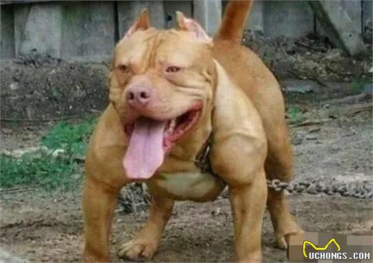 名犬鉴赏世界第一斗犬—比特犬