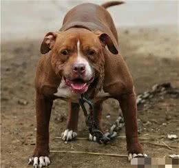 名犬鉴赏世界第一斗犬—比特犬