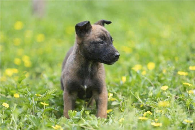 马犬幼犬的正确饲养方法