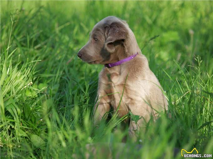 马犬幼犬的正确饲养方法