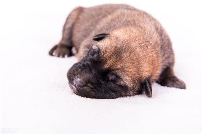 马犬幼犬的正确饲养方法