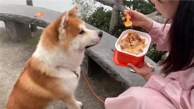 这几种食物，对狗狗来说简直是人间美味，巴不得每天吃