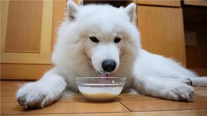 这几种食物，对狗狗来说简直是人间美味，巴不得每天吃
