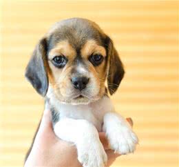 狗狗上火了怎么办?