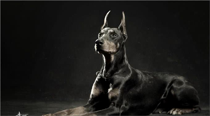 世界名犬-杜宾犬