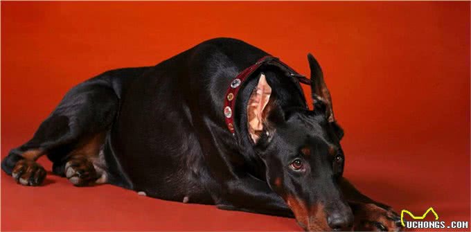 世界名犬-杜宾犬