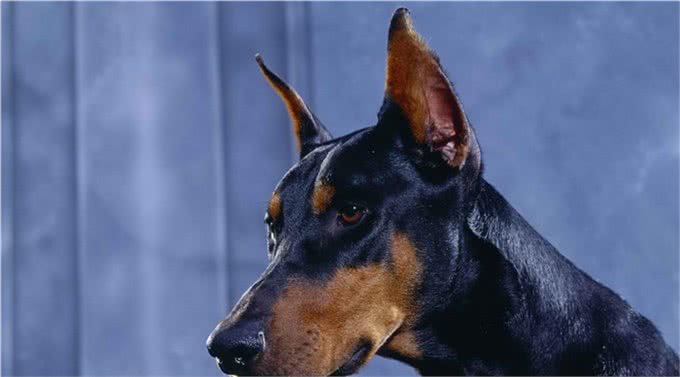 世界名犬-杜宾犬
