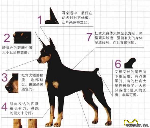 世界名犬-杜宾犬