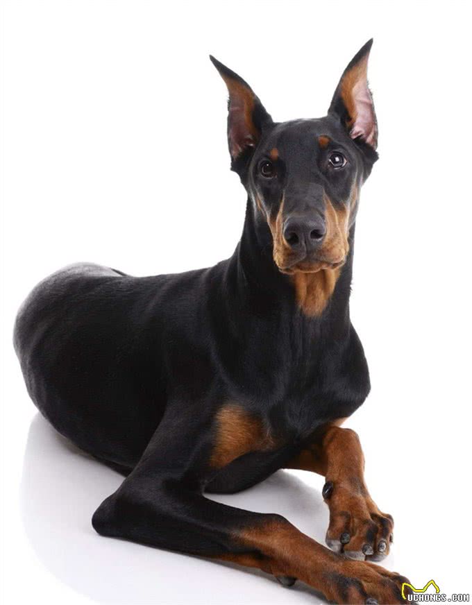 世界名犬-杜宾犬
