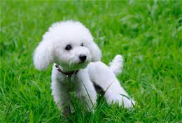 你知道如何挑选良种贵宾犬吗?