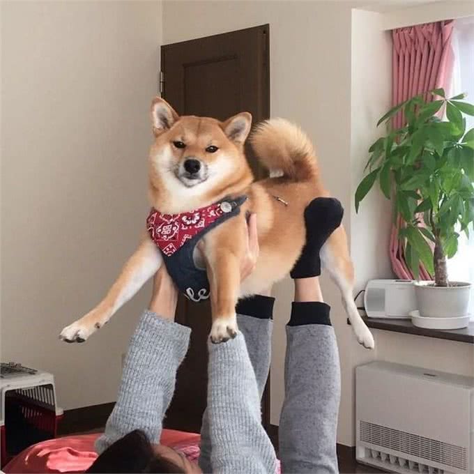 柴犬和秋田犬有什么区别?如何区分柴犬和秋田犬