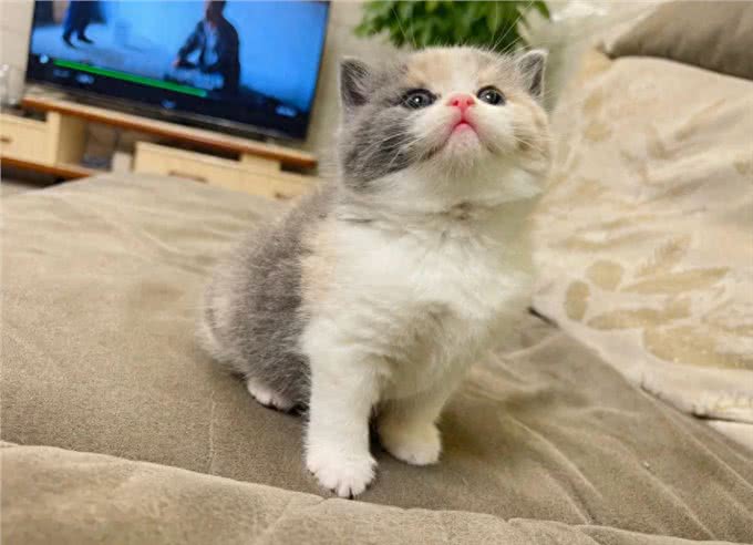 与众不同的英国短毛猫:它们到底有何独特之处?