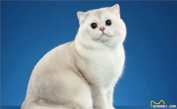 与众不同的英国短毛猫:它们到底有何独特之处?