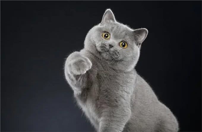 与众不同的英国短毛猫:它们到底有何独特之处?