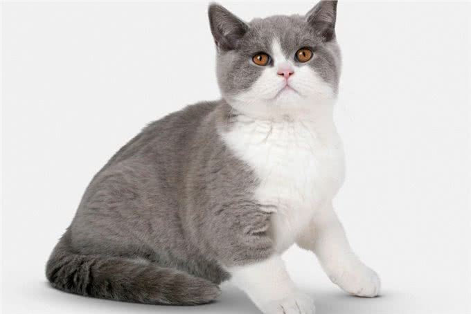 与众不同的英国短毛猫:它们到底有何独特之处?