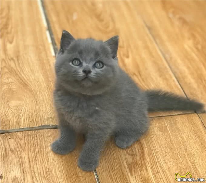 与众不同的英国短毛猫:它们到底有何独特之处?