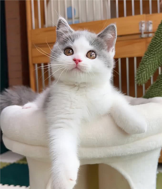 与众不同的英国短毛猫:它们到底有何独特之处?