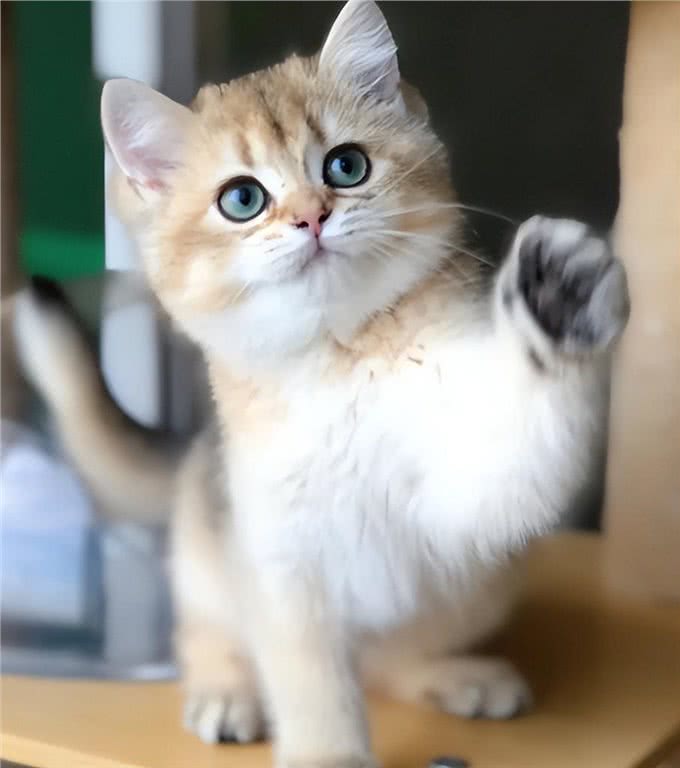 与众不同的英国短毛猫:它们到底有何独特之处?