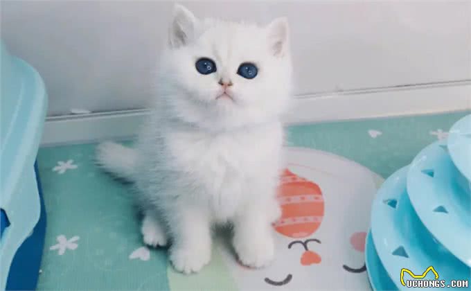 与众不同的英国短毛猫:它们到底有何独特之处?