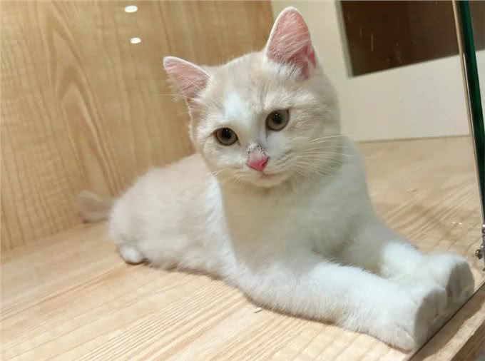 与众不同的英国短毛猫:它们到底有何独特之处?