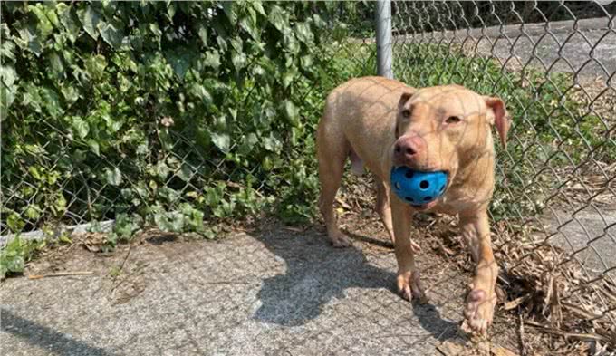 美国老夫妇散步突遭巨型比特犬攻击妻子伤重须截肢