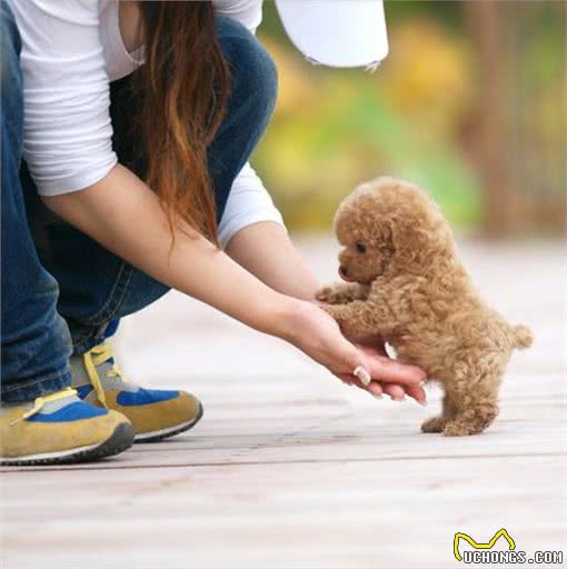 泰迪犬入门训练计划，不知道怎么训练的，可以看过来!