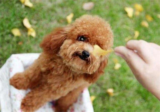 泰迪犬入门训练计划，不知道怎么训练的，可以看过来!