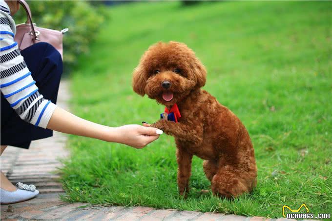 泰迪犬入门训练计划，不知道怎么训练的，可以看过来!