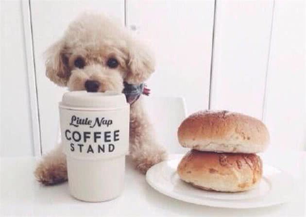 泰迪犬入门训练计划，不知道怎么训练的，可以看过来!