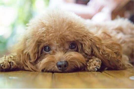泰迪犬入门训练计划，不知道怎么训练的，可以看过来!