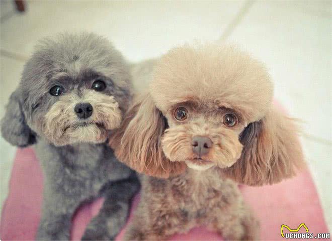 泰迪犬入门训练计划，不知道怎么训练的，可以看过来!