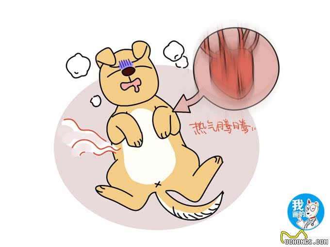 辟谣:老年犬精神差、易疲劳是正常现象?心力衰竭值得高度重视